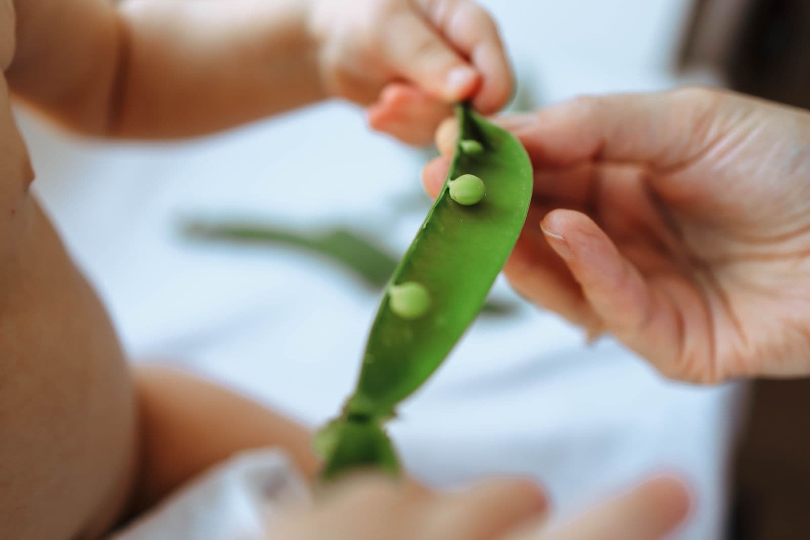 An adult hand and a baby's hand holding a fresh pea pod together
